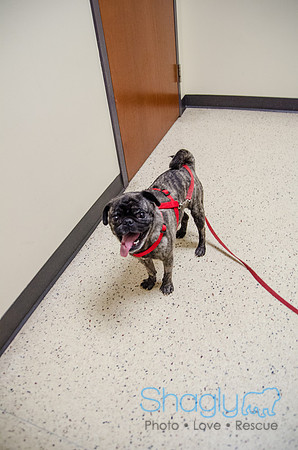 Sir Lancelot the Pug-30