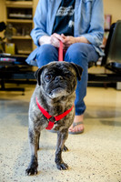 Sir Lancelot the Pug-11