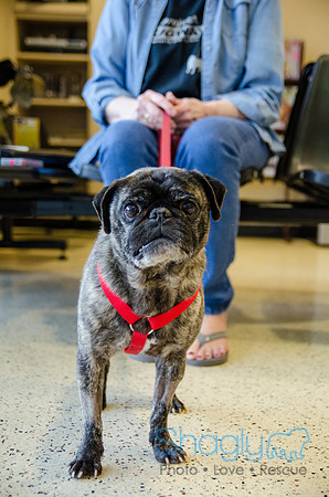 Sir Lancelot the Pug-11