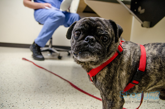 Sir Lancelot the Pug-50