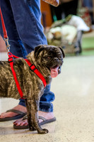 Sir Lancelot the Pug-5