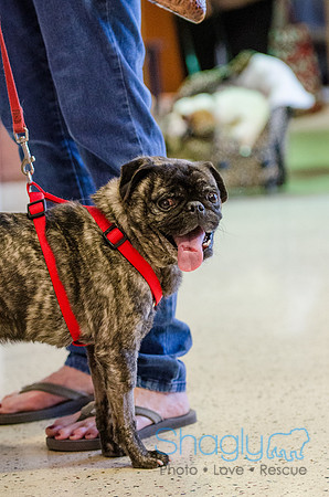 Sir Lancelot the Pug-5
