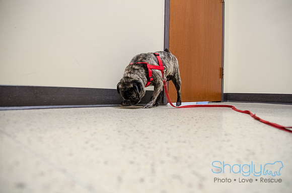 Sir Lancelot the Pug-29