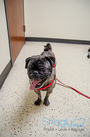 Sir Lancelot the Pug-31