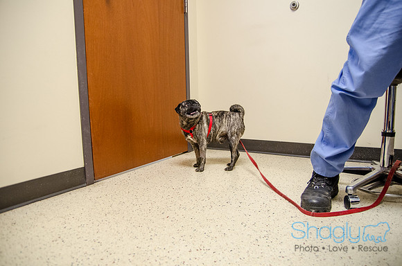 Sir Lancelot the Pug-57
