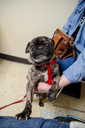 Sir Lancelot the Pug-49