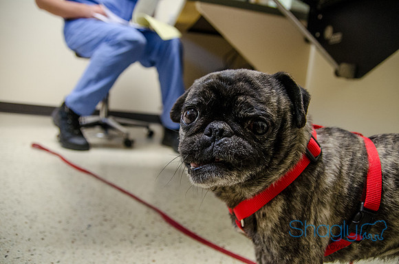 Sir Lancelot the Pug-51