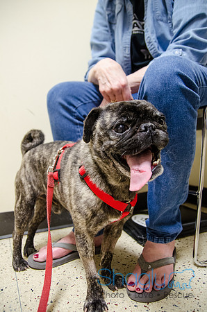 Sir Lancelot the Pug-33