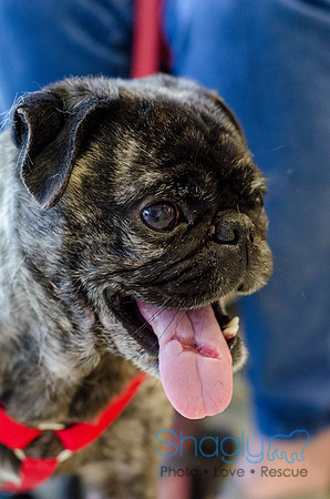 Sir Lancelot the Pug-25