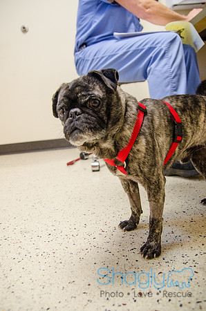 Sir Lancelot the Pug-56
