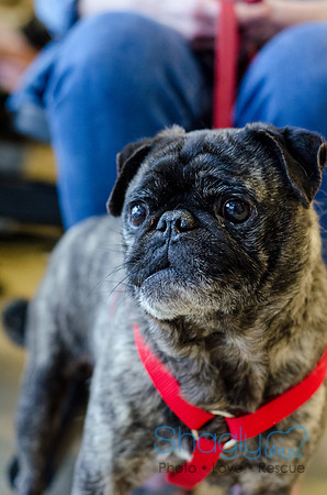 Sir Lancelot the Pug-23