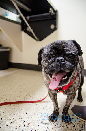 Sir Lancelot the Pug-35