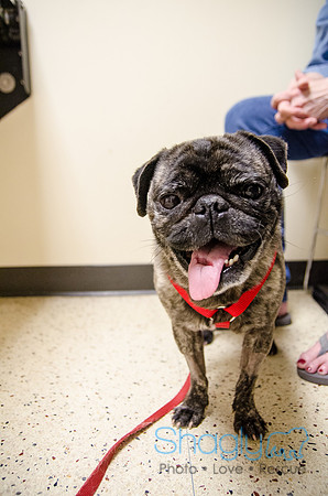 Sir Lancelot the Pug-39