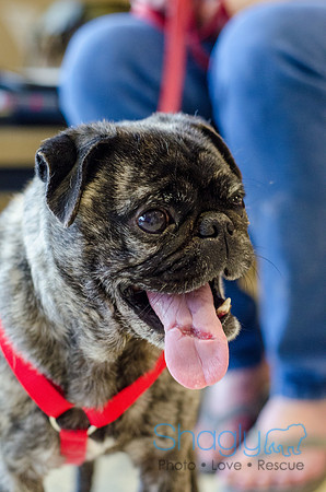 Sir Lancelot the Pug-27