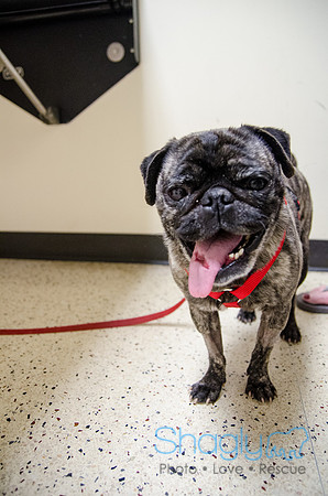 Sir Lancelot the Pug-38