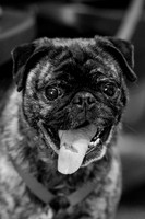 Sir Lancelot the Pug-2