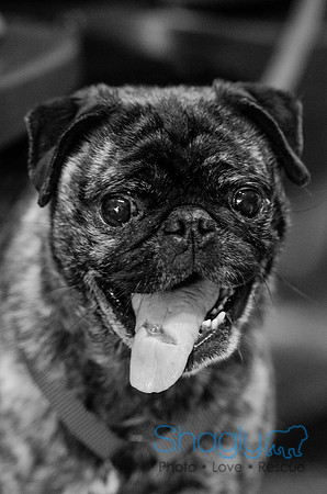 Sir Lancelot the Pug-2