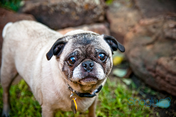 Pug Palace-12