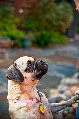 Pug Palace-18