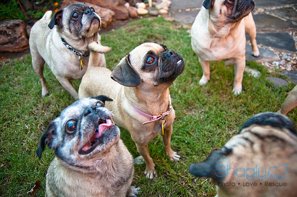 Pug Palace-24