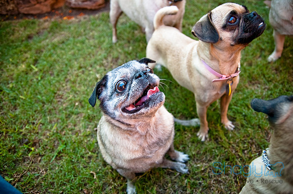 Pug Palace-25