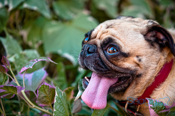 Pug Palace-7