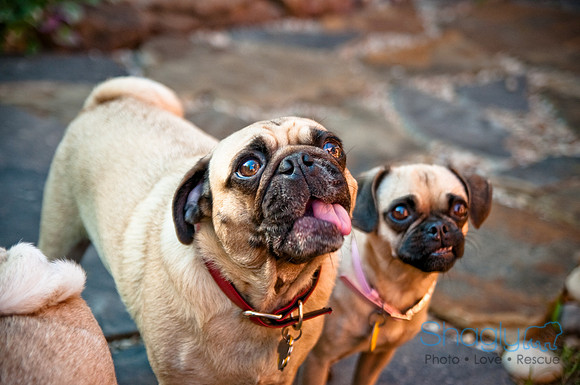 Pug Palace-17