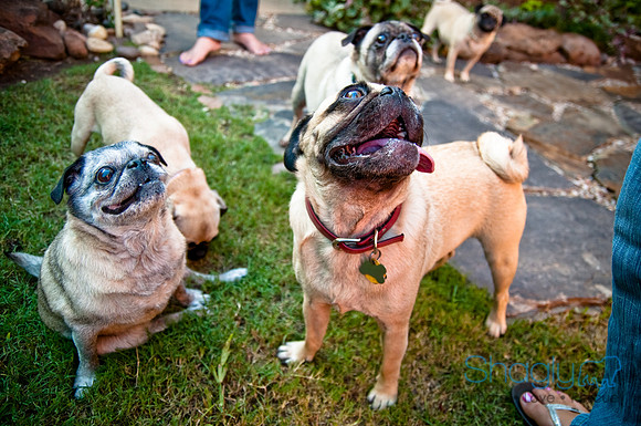 Pug Palace-14