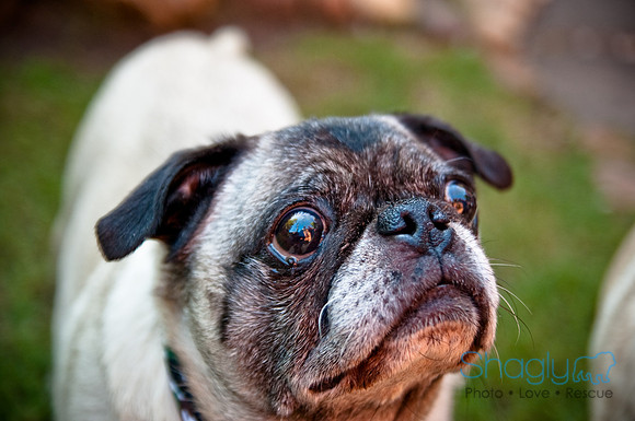 Pug Palace-27