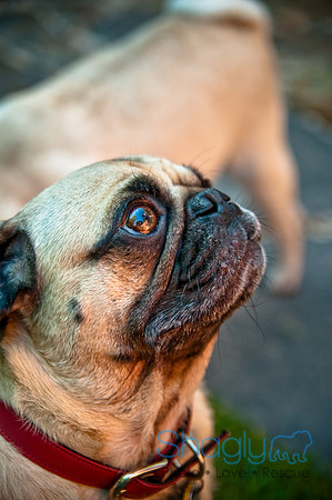 Pug Palace-22