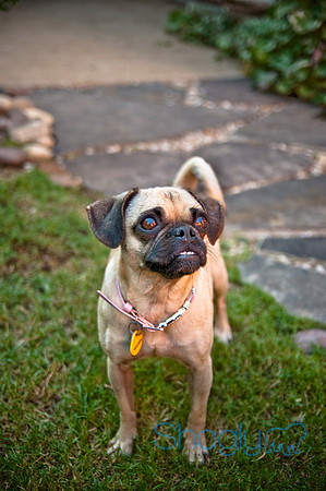 Pug Palace-20