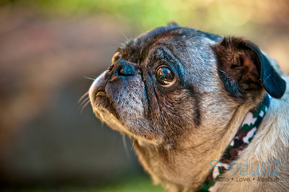 Pug Palace-4