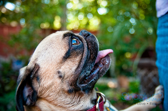 Pug Palace-28