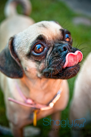 Pug Palace-21