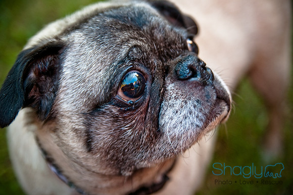 Pug Palace-23