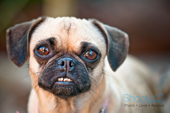 Pug Palace-6