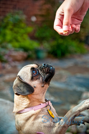 Pug Palace-19