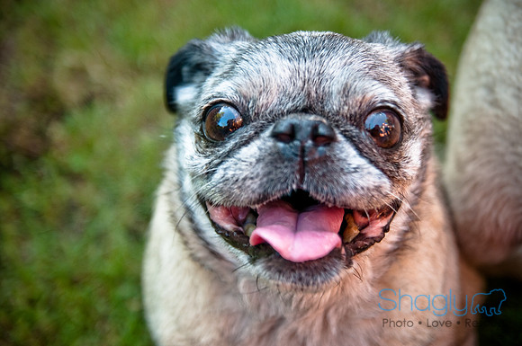 Pug Palace-16