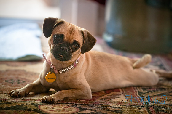 Pug Palace
