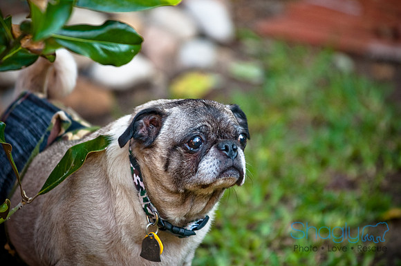 Pug Palace-2
