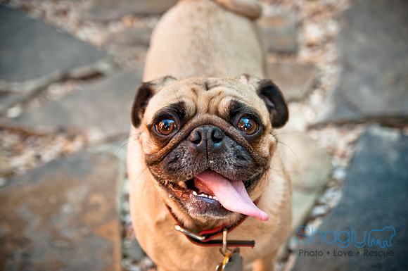 Pug Palace-13