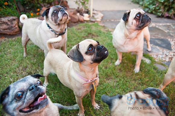 Pug Palace-26