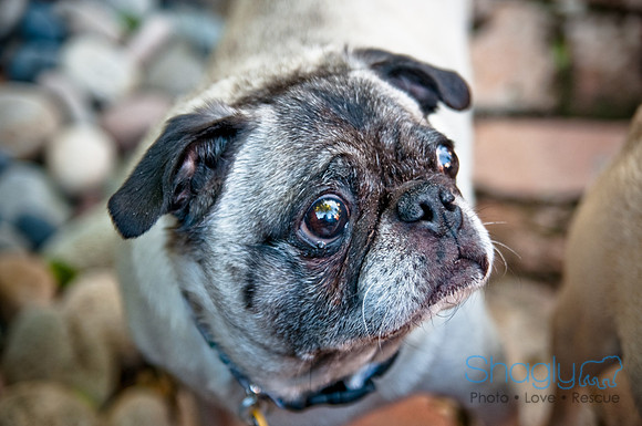 Pug Palace-10