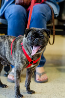 Sir Lancelot the Pug-6