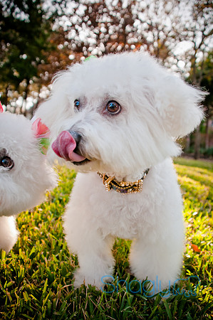 Maggie Mae and Tess-17