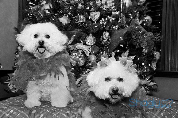 Maggie Mae and Tess-91