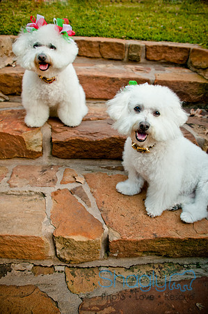 Maggie Mae and Tess-6