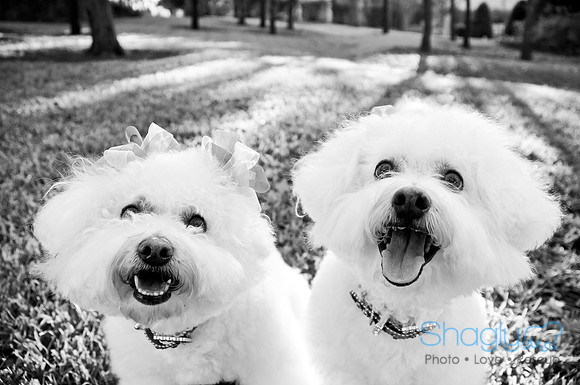 Maggie Mae and Tess-16