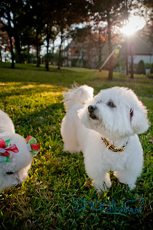 Maggie Mae and Tess-19