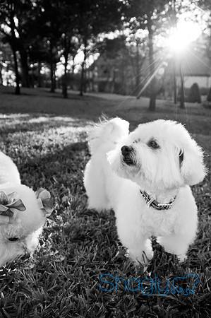 Maggie Mae and Tess-20